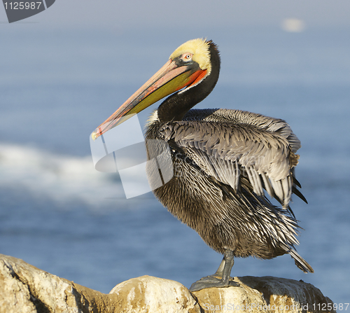 Image of California Brown Pelican, Pelecanus occidentalis