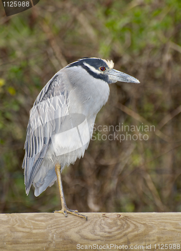 Image of Adult Yellow-crowned Night Heron, Nyctanassa violacea