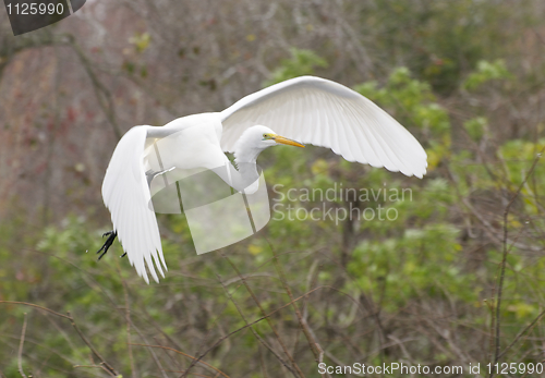 Image of Great Egret, Ardea alba