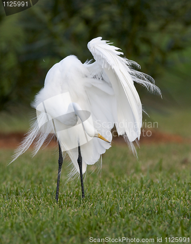 Image of Great Egret, Ardea alba