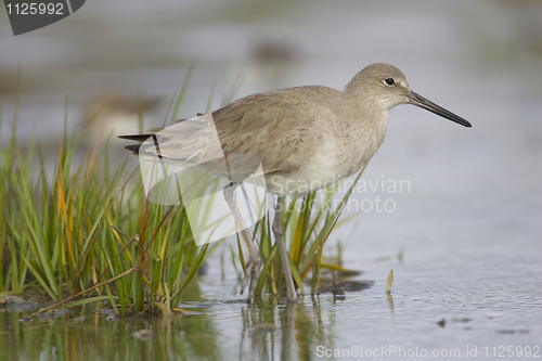 Image of Eastern Willet, Tringa semipalmata