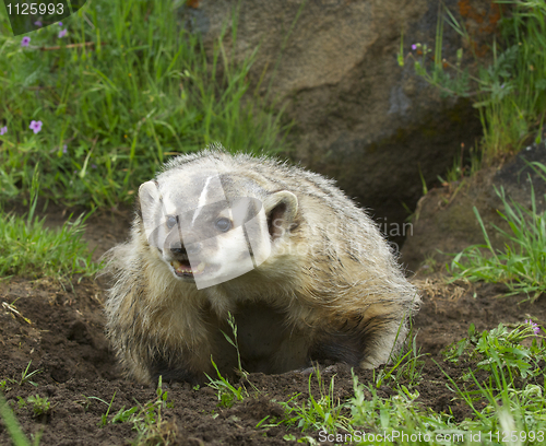 Image of American Badger