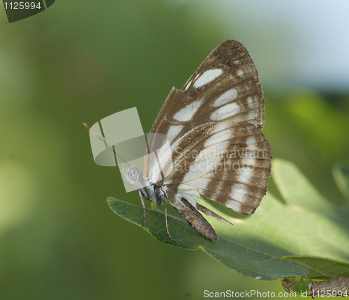 Image of Brown and White Butterfly