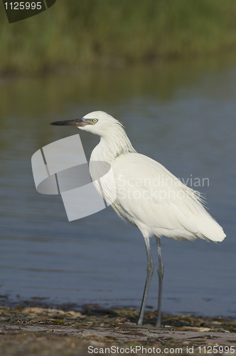 Image of Reddish Egret, Egretta rufescens