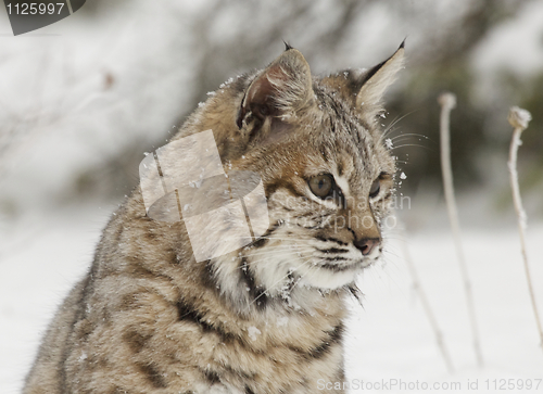 Image of Bobcat