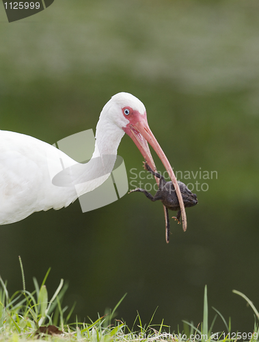 Image of White Ibis, Eudocimus albus