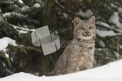 Image of Lynx