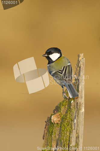 Image of Great Tit, Parus major