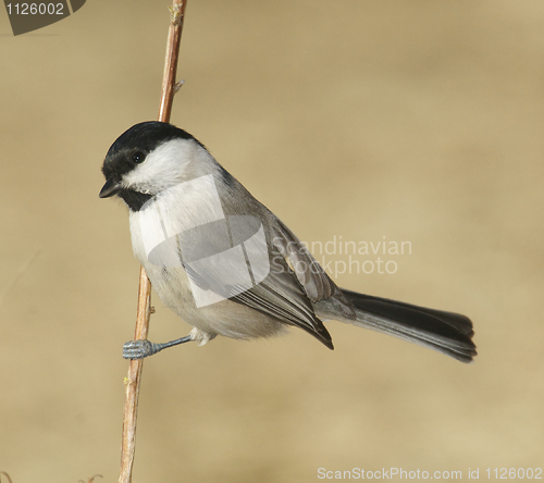 Image of Willow Tit, Parus montanus