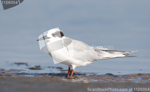 Image of Forster's Tern, Sterna forsteri