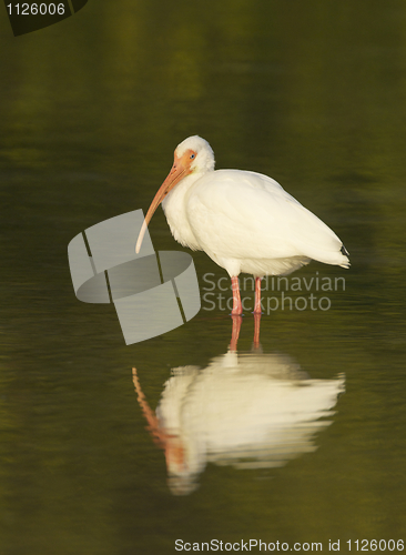 Image of White Ibis, Eudocimus albus