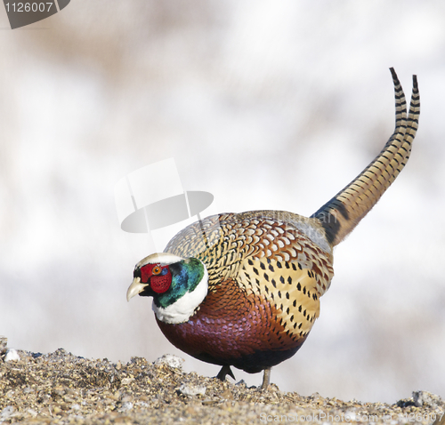 Image of Common Ring-neck Pheasant, Phasianus colchicus