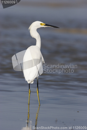 Image of Snowy Egret, Egretta thula