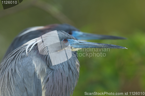 Image of Little Blue Heron, Egretta caerulea