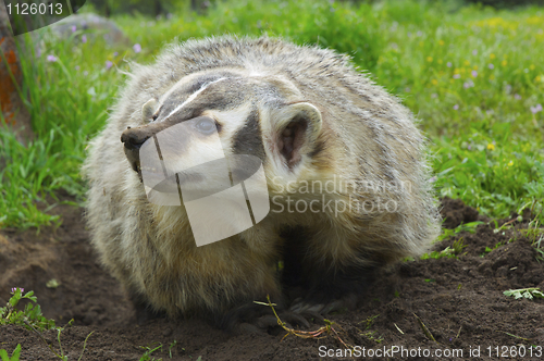 Image of American Badger