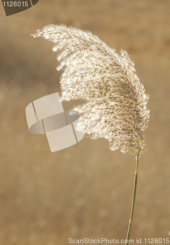 Image of Feathergrass 