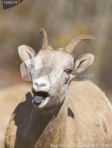 Image of Bighorn Sheep