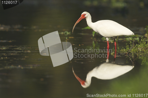 Image of White Ibis, Eudocimus albus