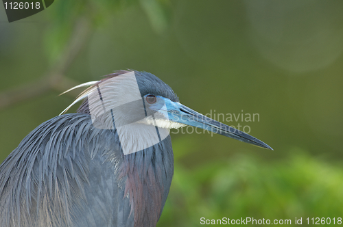 Image of Little Blue Heron, Egretta caerulea