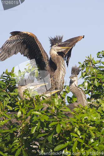 Image of Great Blue Heron, Ardea herodias