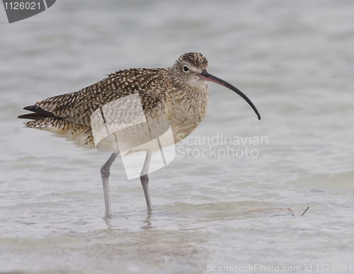 Image of Long-billed Curlew, Numenius americanus