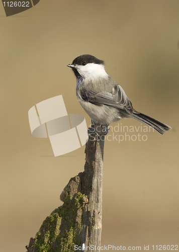 Image of Willow Tit, Parus montanus