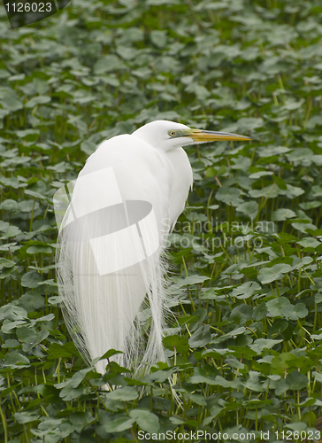 Image of Great Egret, Ardea alba