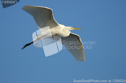 Image of Great Egret, Ardea alba