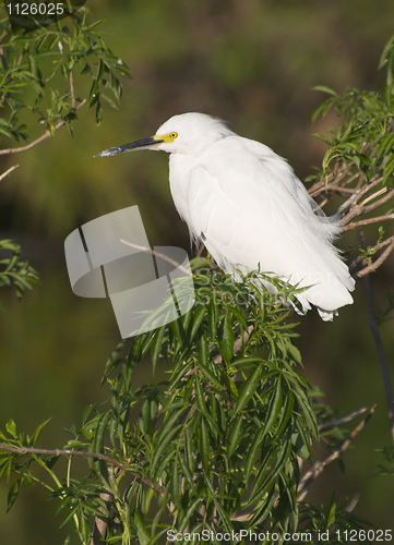 Image of Snowy Egret, Egretta thula