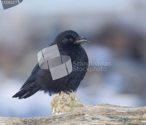 Image of American Crow