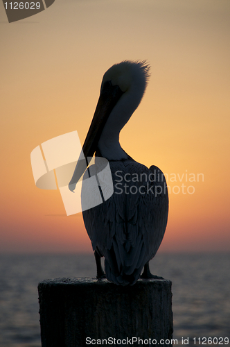 Image of Brown Pelican, Pelecanus occidentalis