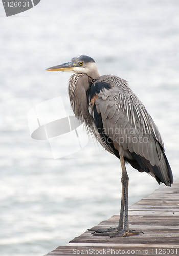 Image of Great Blue Heron, Ardea herodias