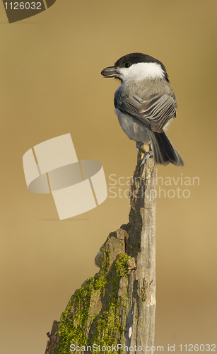 Image of Willow Tit, Parus montanus