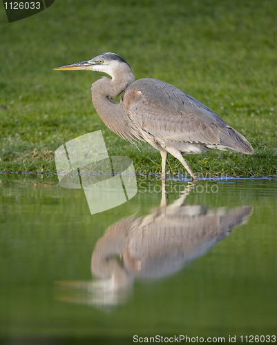 Image of Great Blue Heron, Ardea herodias