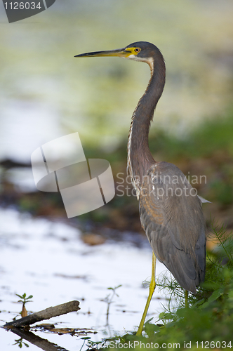 Image of Tricolor Heron, Egretta tricolor