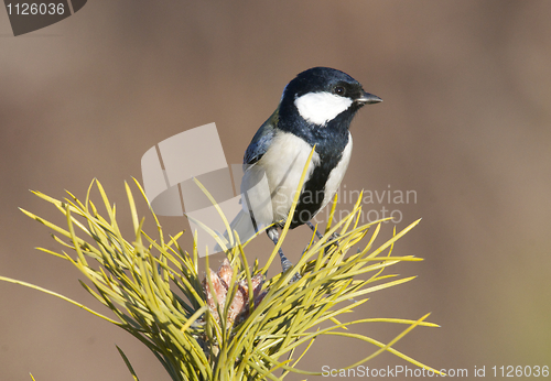 Image of Great Tit, Parus major