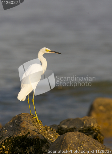 Image of Snowy Egret, Egretta thula