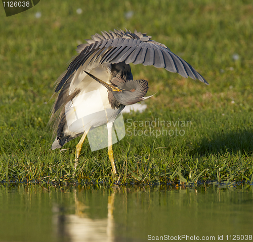 Image of Tricolor Heron, Egretta tricolor