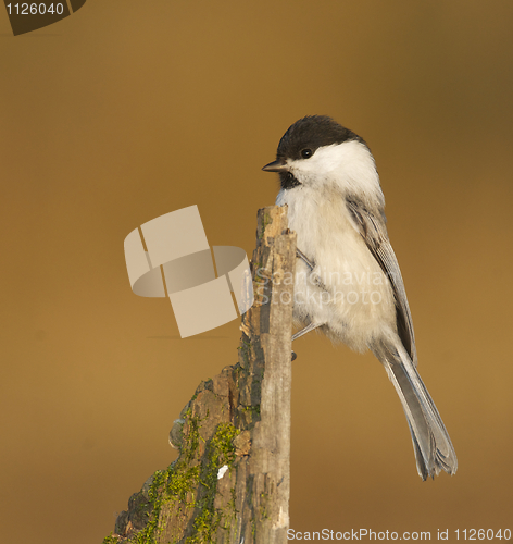 Image of Willow Tit, Parus montanus