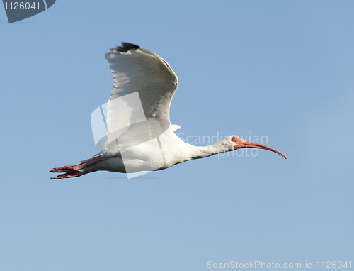 Image of White Ibis, Eudocimus albus