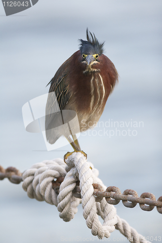 Image of Green Heron, Butorides virescens