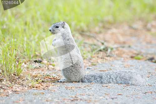 Image of Delmarva Peninsular Fox Squirrel 