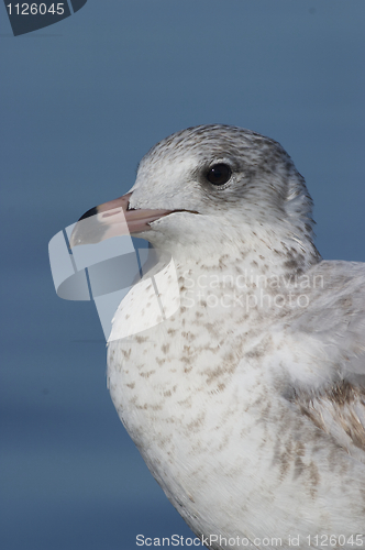 Image of Mew Gull, Larus canus