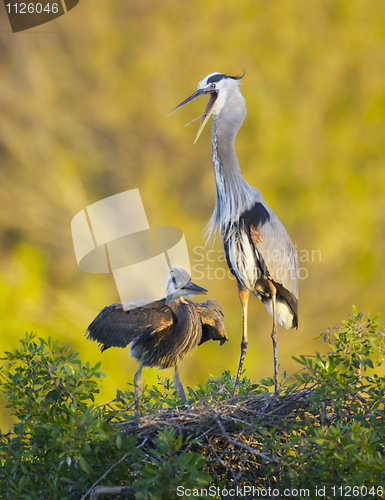 Image of Great Blue Heron, Ardea herodias