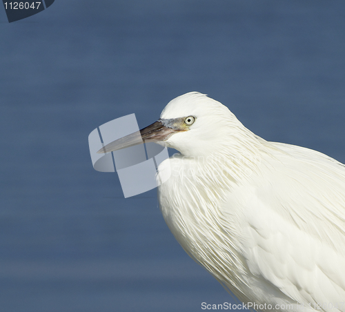 Image of Reddish Egret, Egretta rufescens