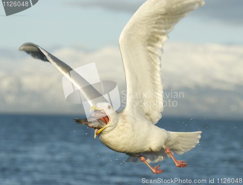 Image of Glaucous Gull, Larus hyperboreus