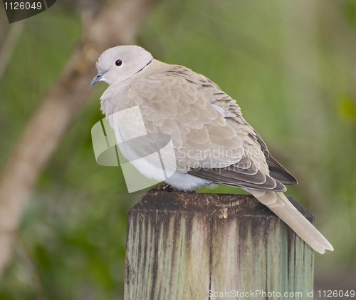 Image of Mourning Dove, Zenaida macroura