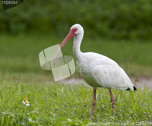 Image of White Ibis, Eudocimus albus