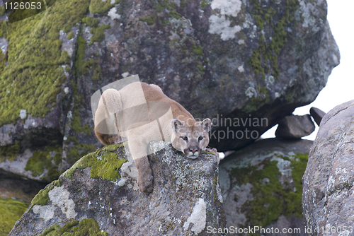 Image of Mountain Lion