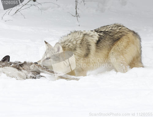 Image of Gray or Arctic Wolf